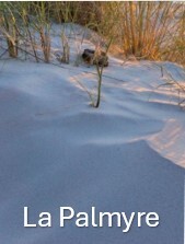 La Palmyre