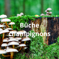 Vignette Champignons