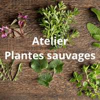 Vignette plantes sauvages avec texte